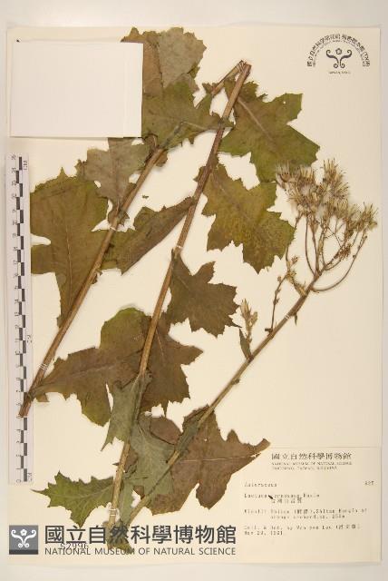 臺灣山苦苣藏品圖，第1張