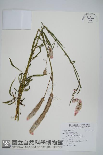 青葙藏品圖，第1張