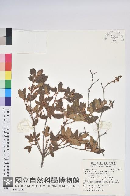 桃金孃藏品圖，第1張