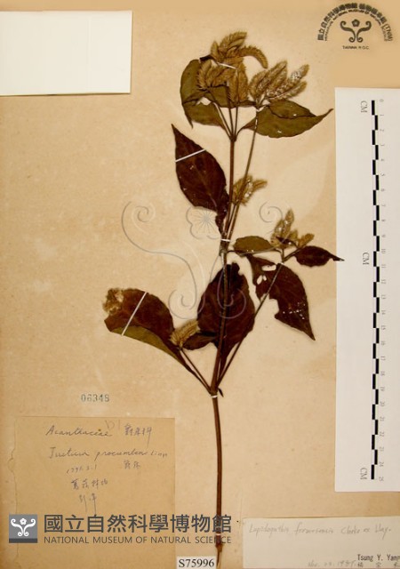 臺灣鱗球花藏品圖，第1張