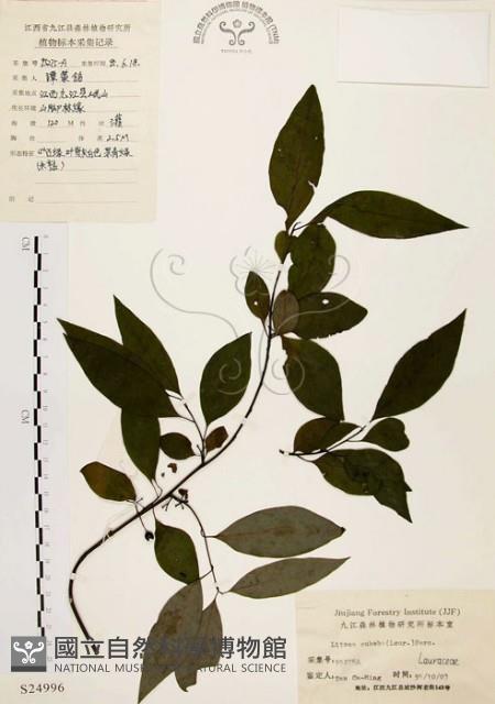 山胡椒藏品圖，第1張