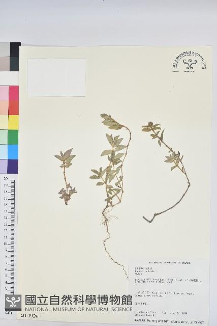 乳仔草藏品圖，第1張