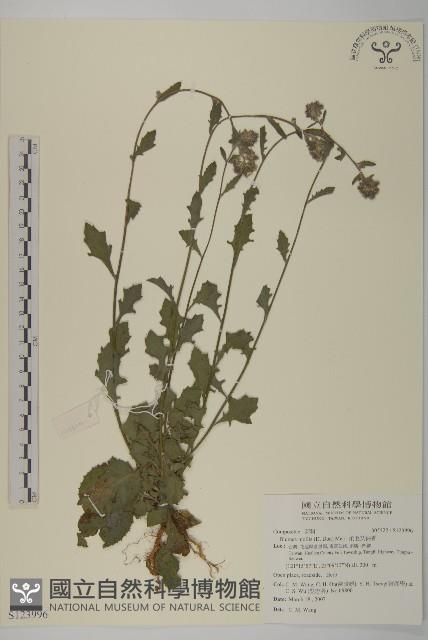 柔毛艾納香藏品圖，第1張