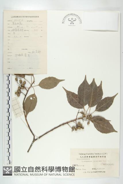 薯豆藏品圖，第1張