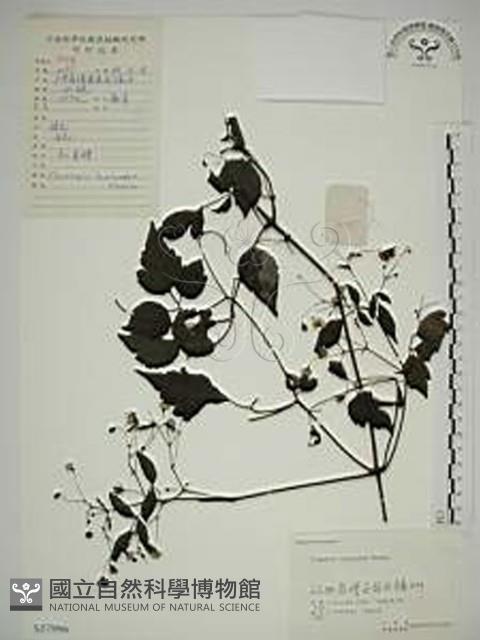 小木通藏品圖，第1張