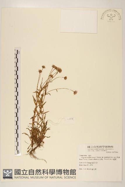 玉山飛蓬藏品圖，第1張