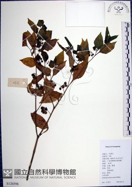 光果龍葵藏品圖，第1張