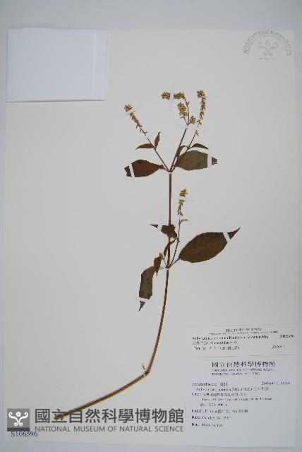 日本牛膝藏品圖，第1張