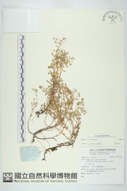 登錄號:S136596藏品圖，第1張