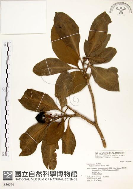 灰莉藏品圖，第1張