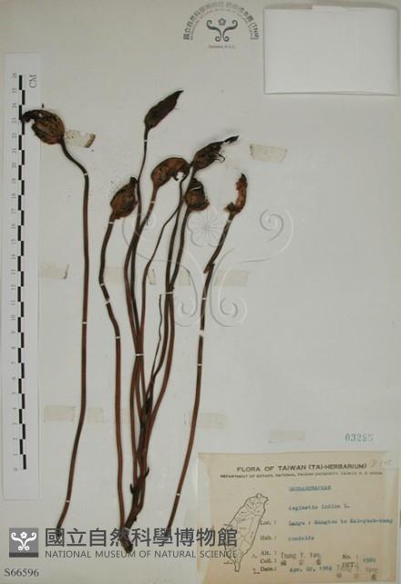 野菰藏品圖，第1張