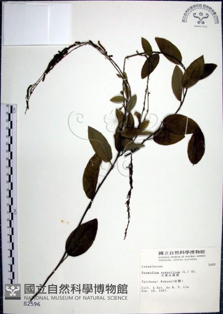 大葉山螞蝗藏品圖，第1張