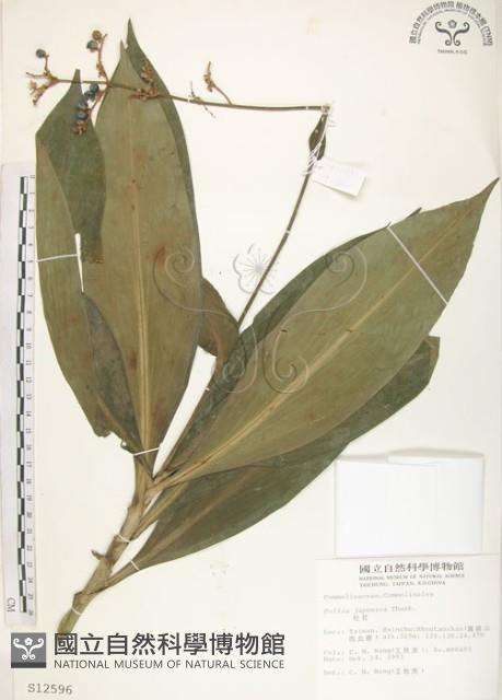 杜若藏品圖，第1張