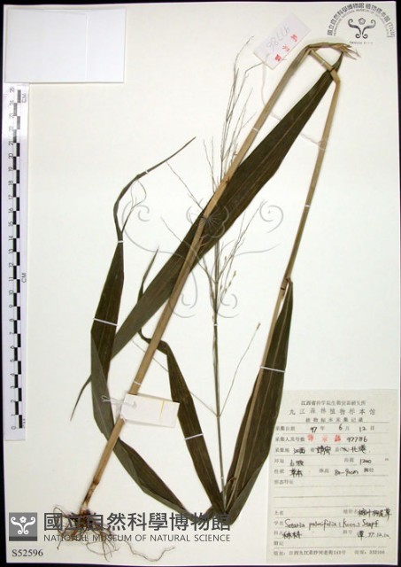 棕葉狗尾草藏品圖，第1張