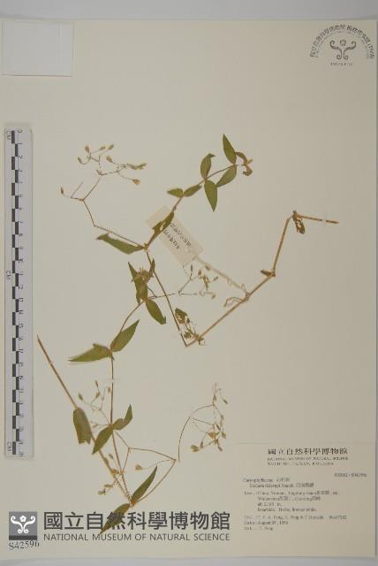 西南繁縷藏品圖，第1張