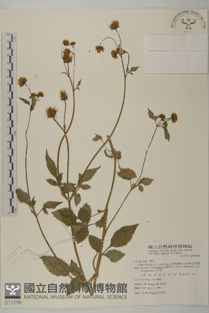 鬼針舅藏品圖，第1張