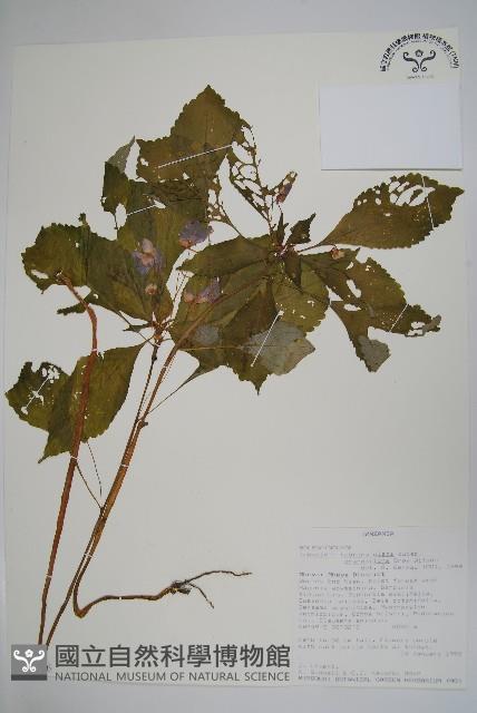 登錄號:S100596藏品圖，第1張