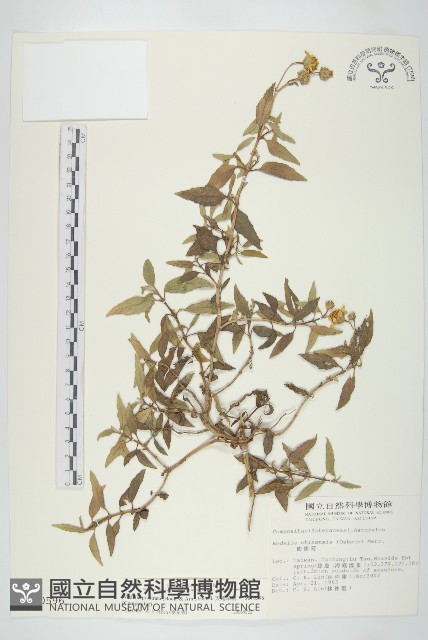 天蓬草舅藏品圖，第1張