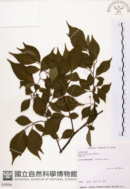 烏皮九芎、奮起湖野茉莉藏品圖，第1張