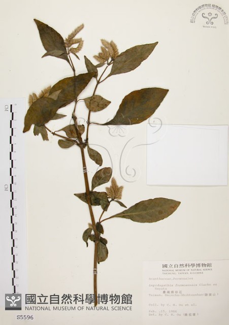 臺灣鱗球花藏品圖，第1張