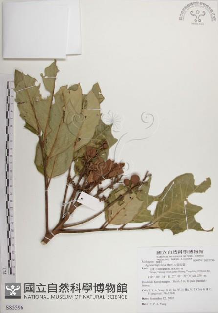 大葉樹蘭藏品圖，第1張