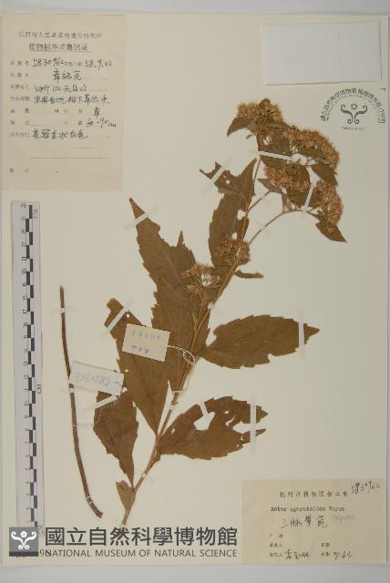 山白蘭藏品圖，第1張