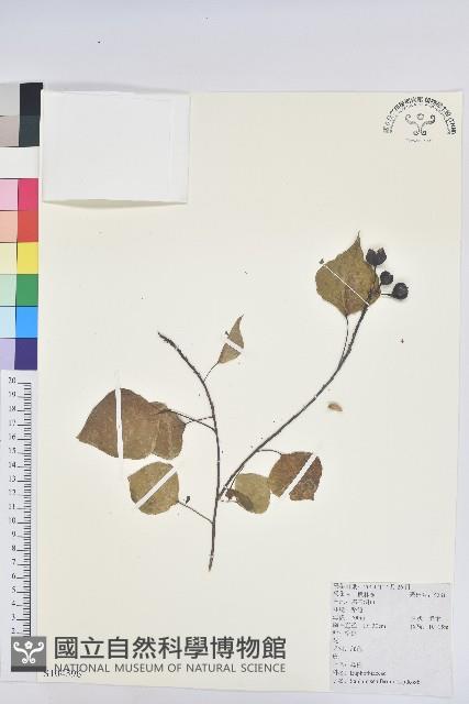 烏臼藏品圖，第1張