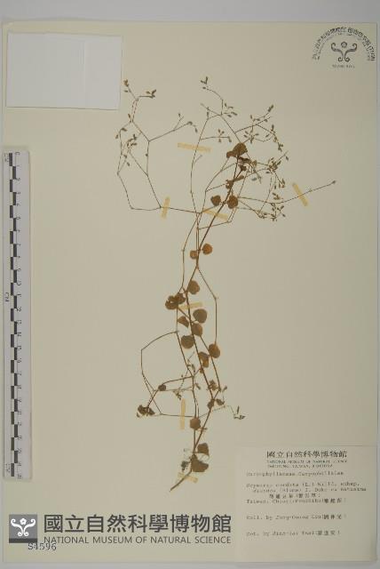 荷蓮豆草、菁芳草藏品圖，第1張