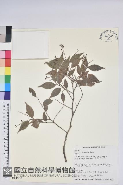 米飯花藏品圖，第1張