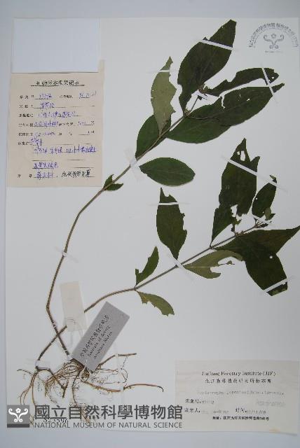 九頭獅子草藏品圖，第1張