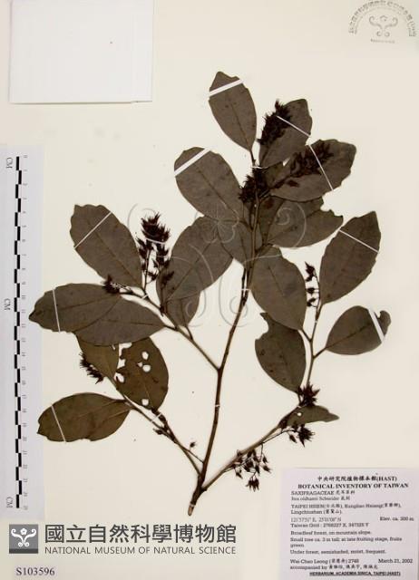 鼠刺藏品圖，第1張