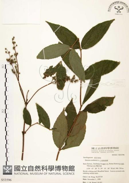 心基葉溲疏藏品圖，第1張