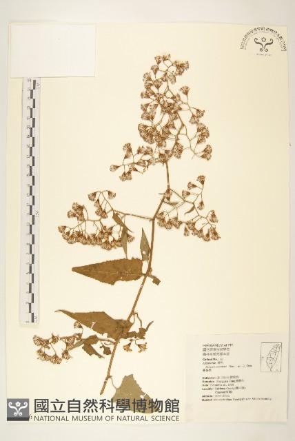 蔓黃菀藏品圖，第1張