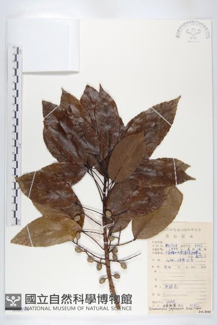 薯豆藏品圖，第1張