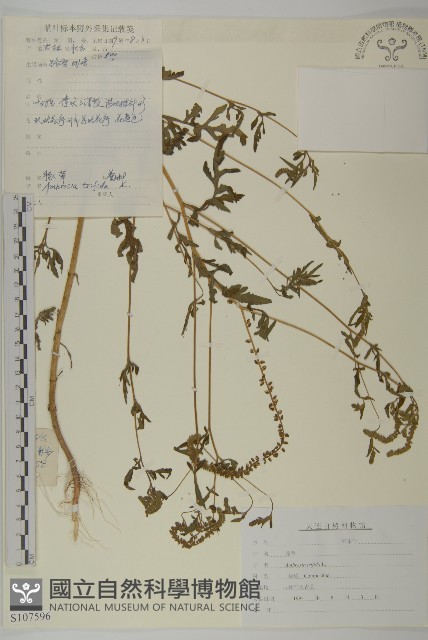 三裂豚草藏品圖，第1張