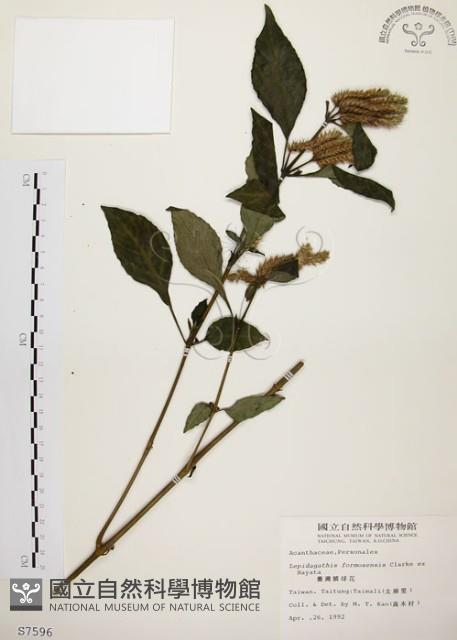 臺灣鱗球花藏品圖，第1張