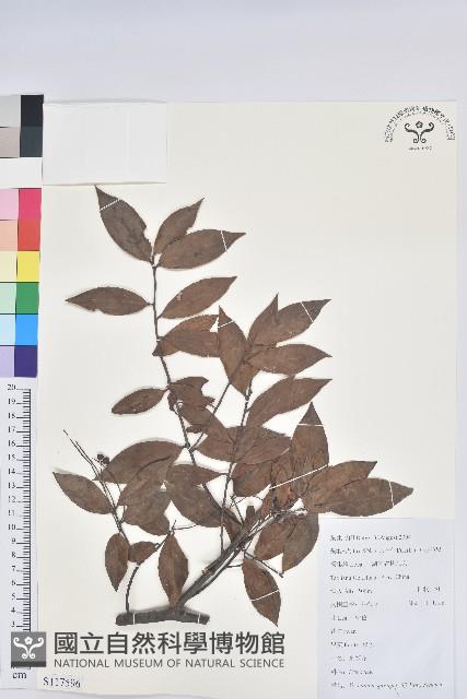 米飯花藏品圖，第1張