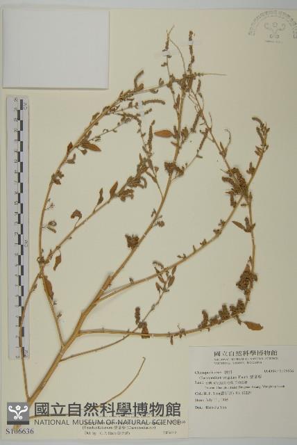 Accession Number:S106636 Collection Image, Figure 1, Total 3 Figures