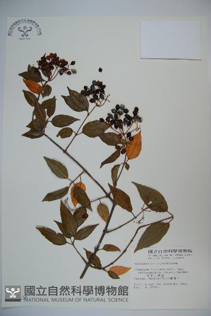 狹葉莢迷藏品圖，第1張