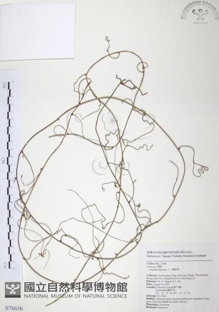 無根草藏品圖，第1張