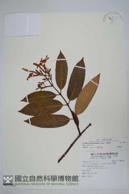 大錦蘭藏品圖，第1張