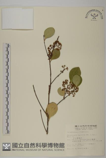 日本賽衛矛、日本假衛矛藏品圖，第1張