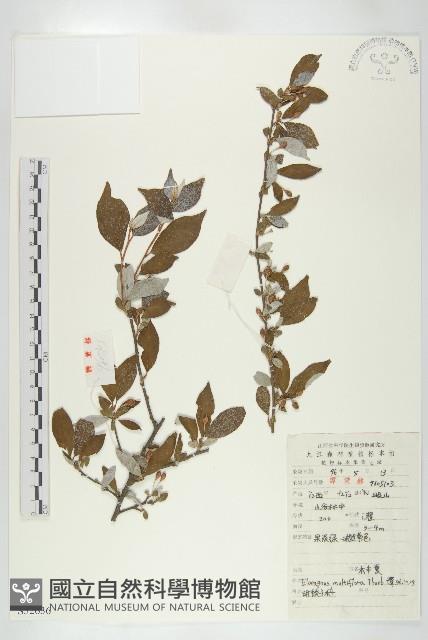 木半夏藏品圖，第1張