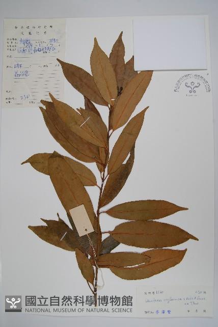 仔欖樹藏品圖，第1張