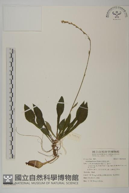 長穗兔兒風藏品圖，第1張