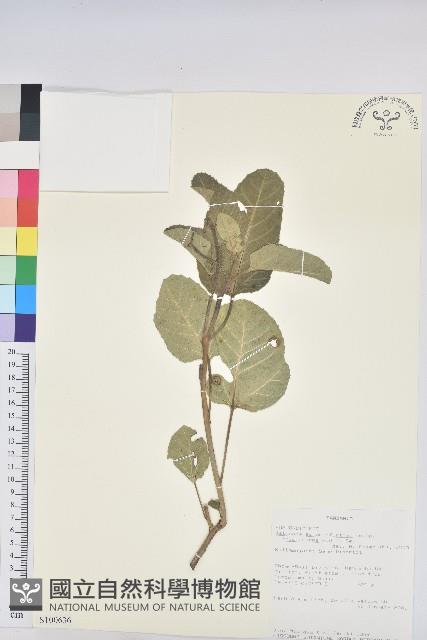 登錄號:S100636藏品圖，第1張