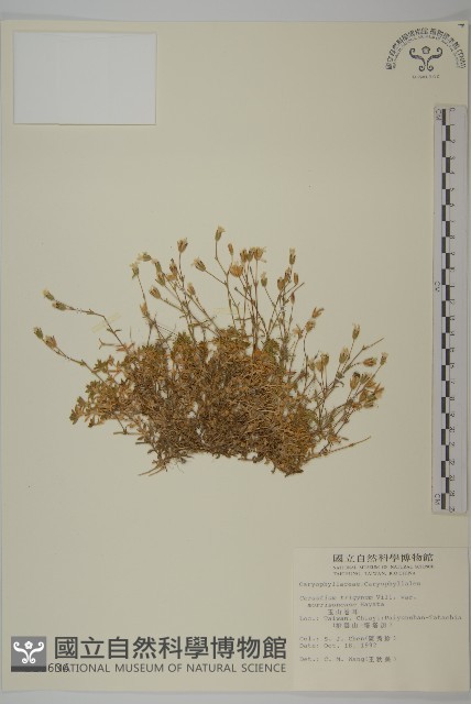玉山卷耳藏品圖，第1張