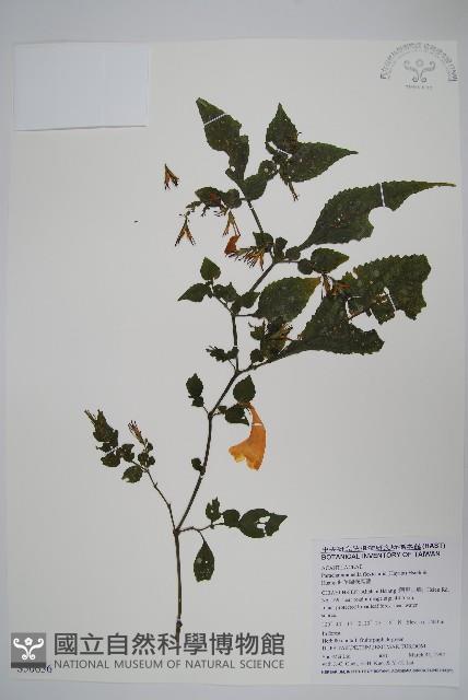 曲莖馬藍藏品圖，第1張