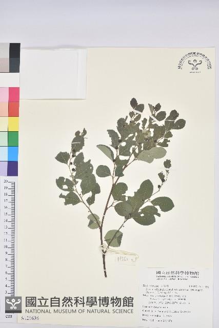 小紅仔珠藏品圖，第1張