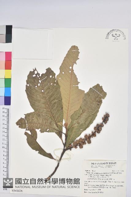 杯狀栲藏品圖，第1張